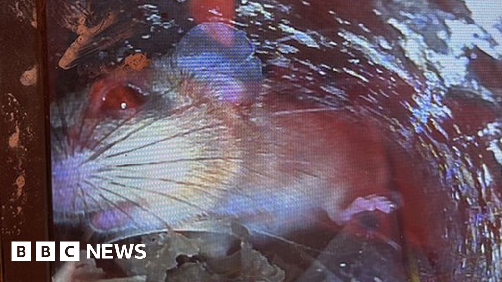Rats cause Tring Openreach broadband outage by chewing cables BBC News