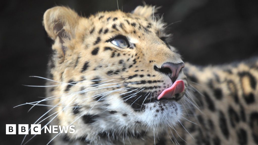 Rare Amur leopard cub born in Highland Wildlife Park - BBC News