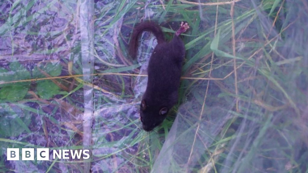 First Black Dormouse Discovered In Uk Bbc News