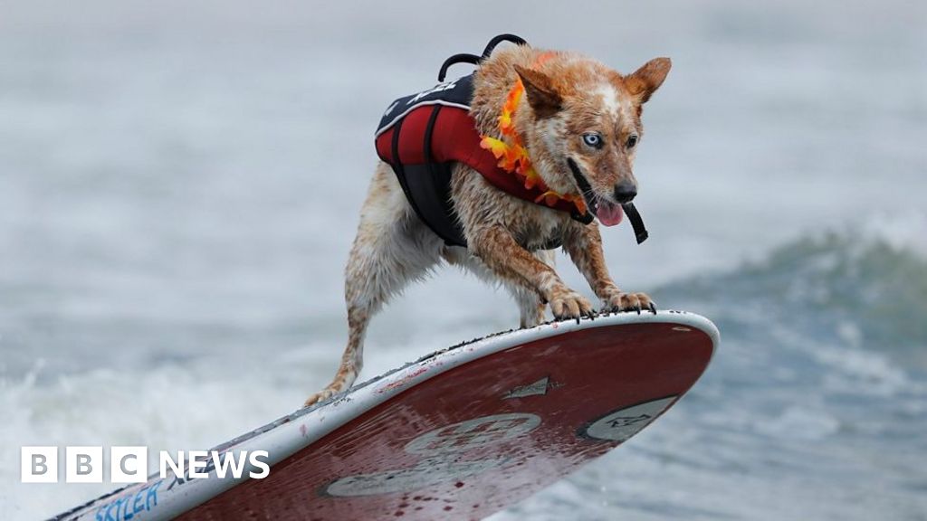 Surf Dogs Hit The Waves In California