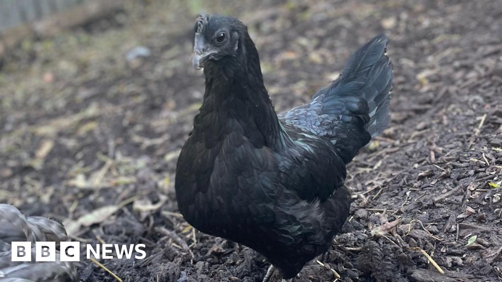 Stolen Ouseburn Farm rare chicken found in Newcastle's Walker Park