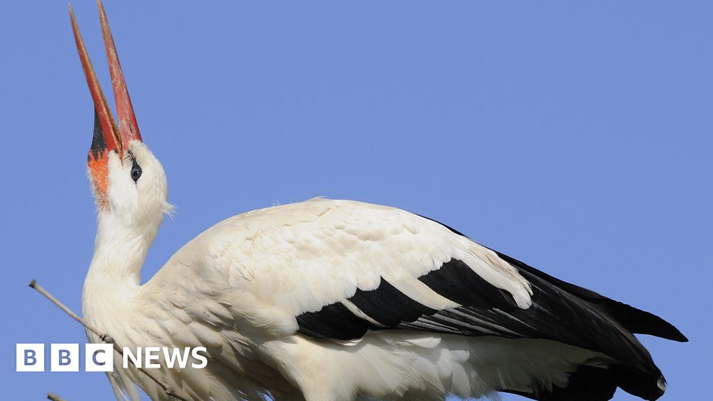 Electricity and drought killing white storks