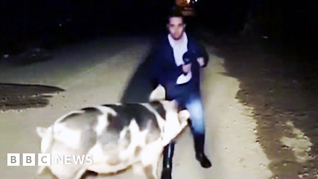 Pushy pig steals spotlight during live TV broadcast