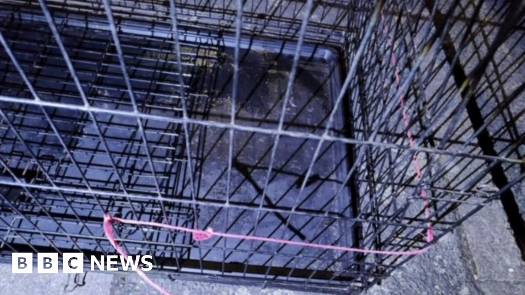 Bexleyheath RSPCA investigates XL bully found dead with head injury