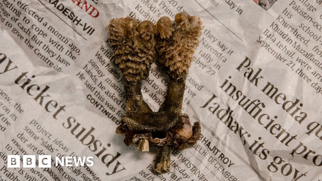 Dried lizard penis being sold online as India tantric root