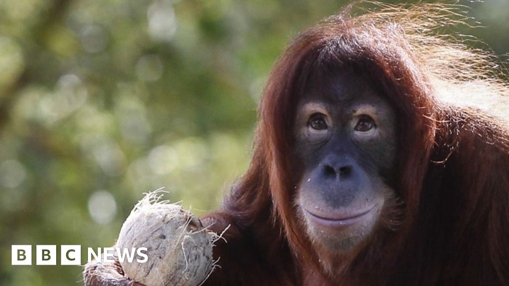Eavesdropping on orangutans (and translating)... - BBC News