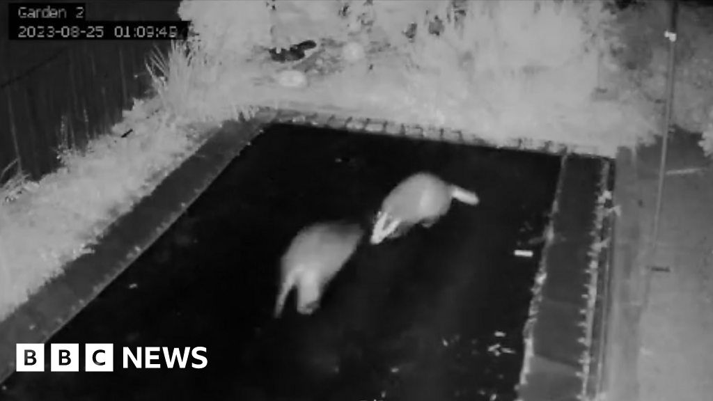 Watch: Badgers bounce on trampoline