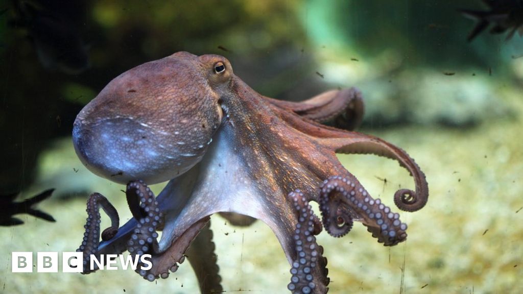 World's First Octopus Farm Proposals Alarm Scientists