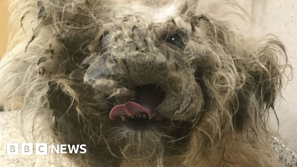 Abandoned blind and deaf dog’s recovery a miracle, new owner says