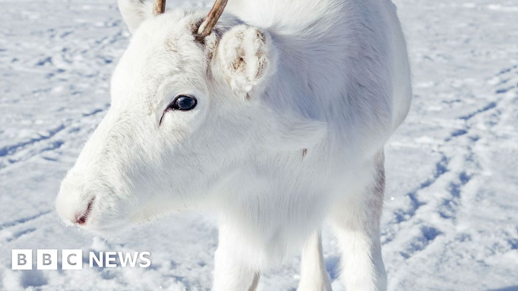 Rare white reindeer spotted in Norway