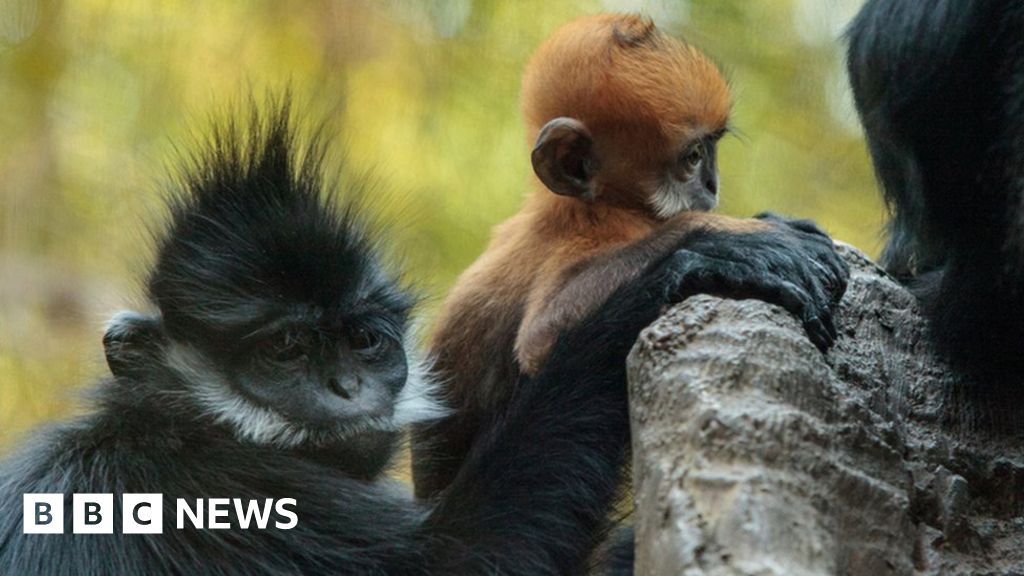 Brexit Zoos And Aquariums Call For Animal Transfer Deal BBC News    125779999 Gettyimages 848943140 