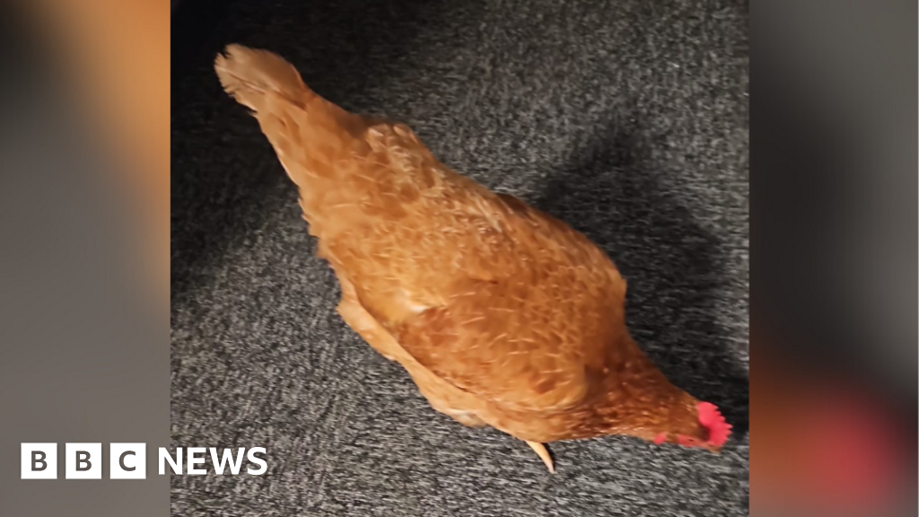 North Yorkshire Police 'cracks' case of road-crossing chicken