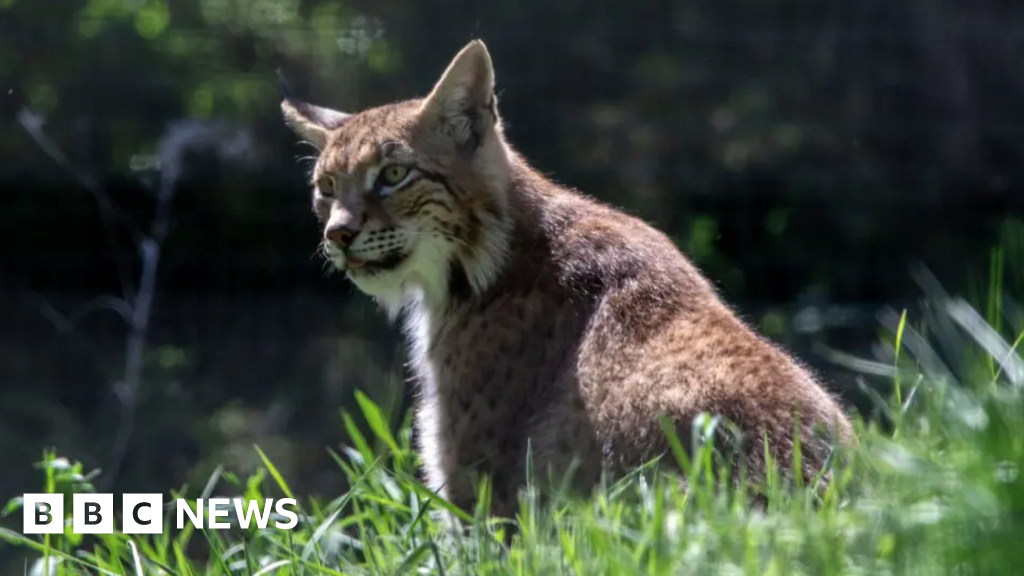 Illegal release lynx arrive at their new permanent home