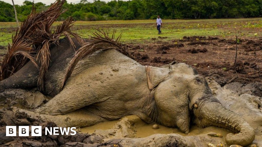 Шри Ланка: Какво убива толкова много от емблематичните слонове в страната?