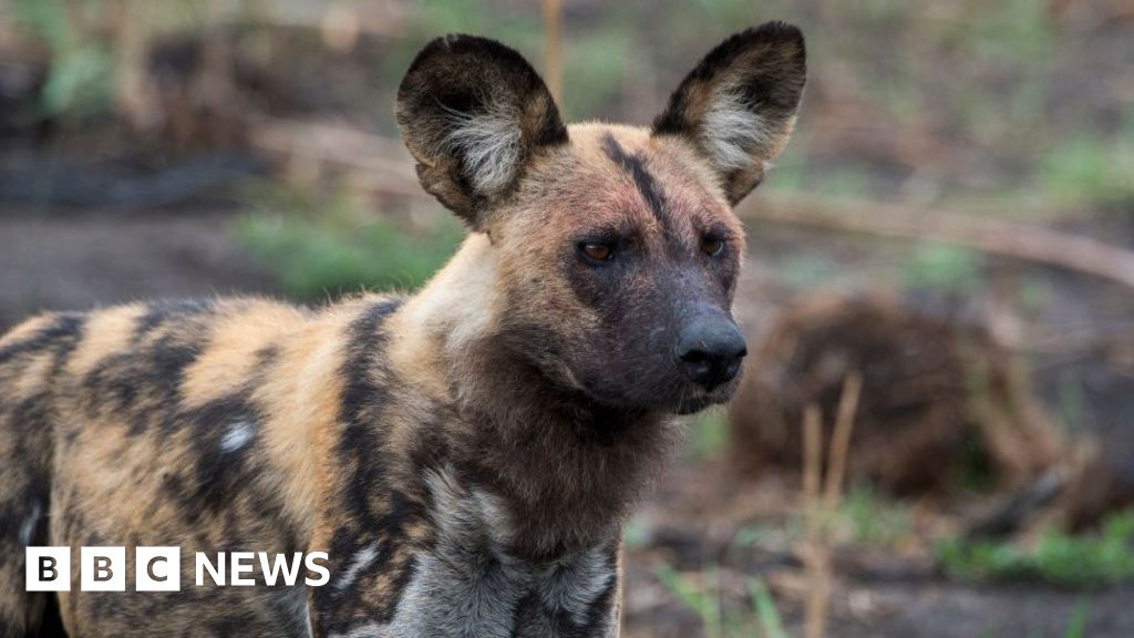 Storm Ciara: Wild dogs kill animals after escaping enclosu thumbnail