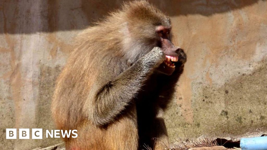 Baboons at Paignton Zoo have been filmed flossing their teeth with ...