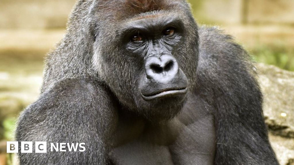 How a dead gorilla became the meme of 2016 - BBC News