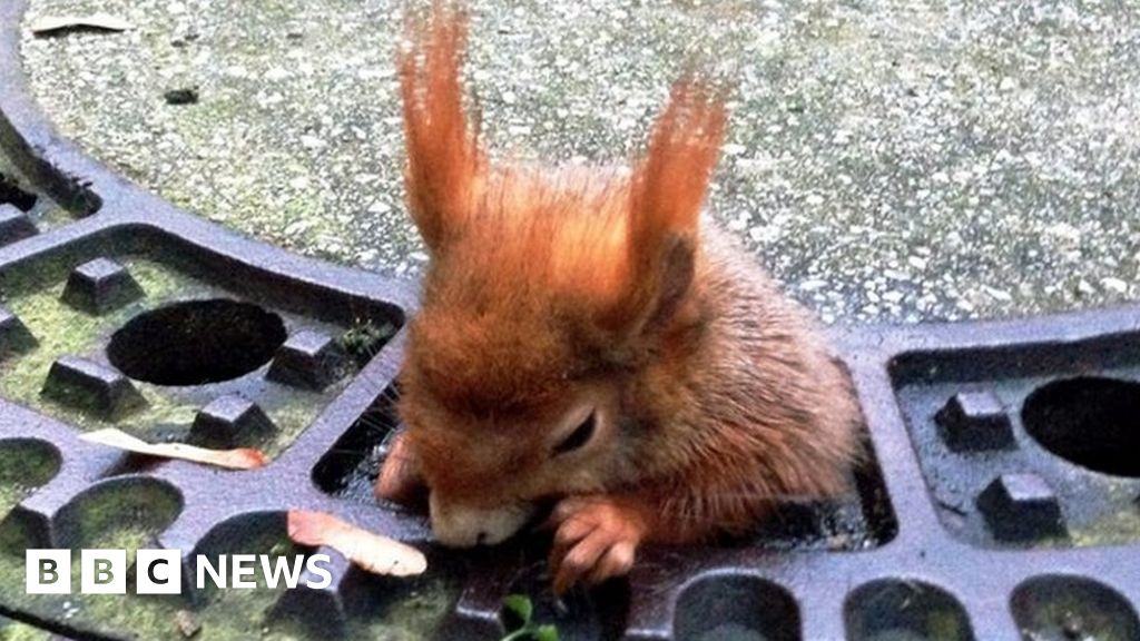 'Curvy' squirrel Olivio rescued from Munich manhole, then eats a lot