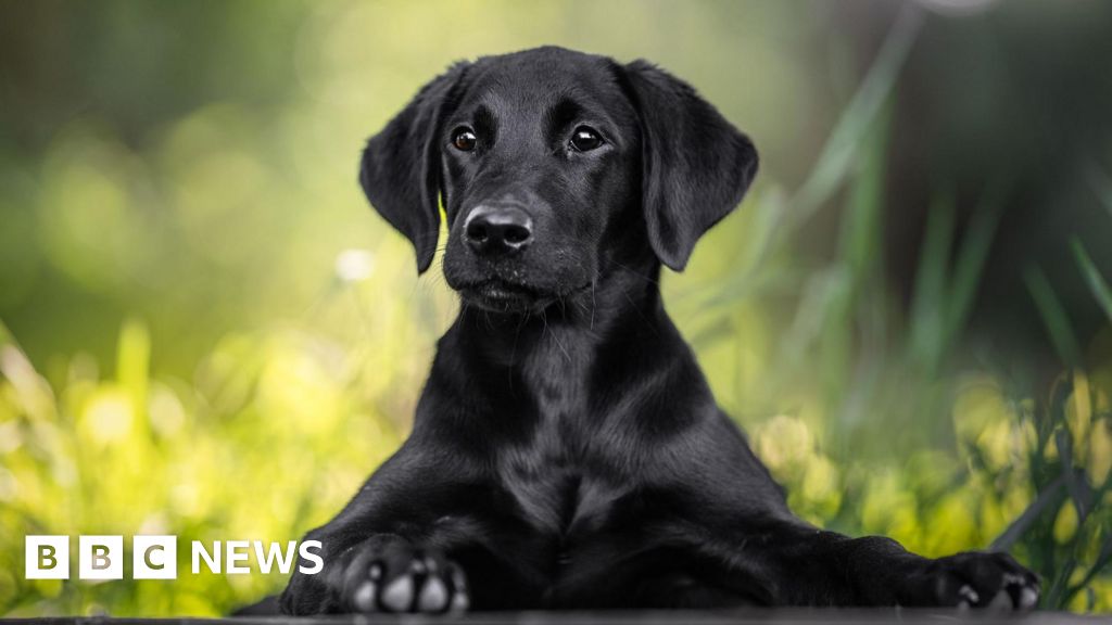 Kode Praktik Baru untuk Mendapatkan Anjing di Skotlandia