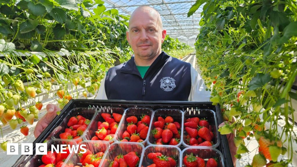 Early Spring Sparks Strawberry Surge Across UK, Netherlands