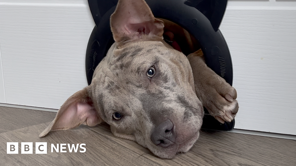 Exeter XL Bully Owner Defends Breed As He Rehomes Puppy - BBC News