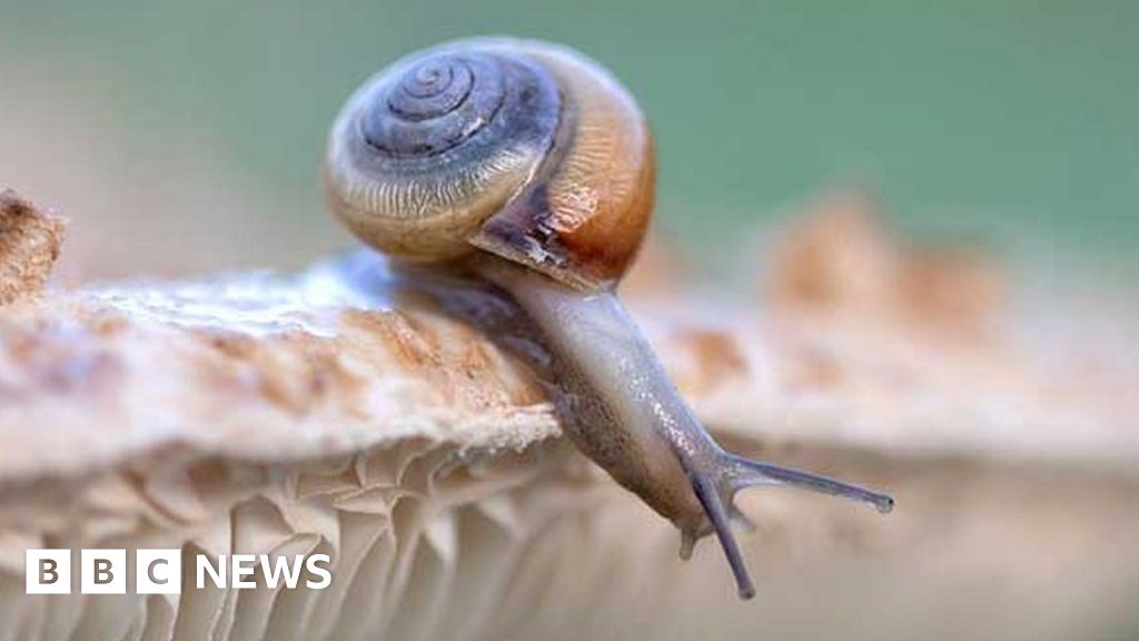 Campaign urges Britons to \'make friends\' with slugs and snails for the benefits they bring to ecosystems and gardens
