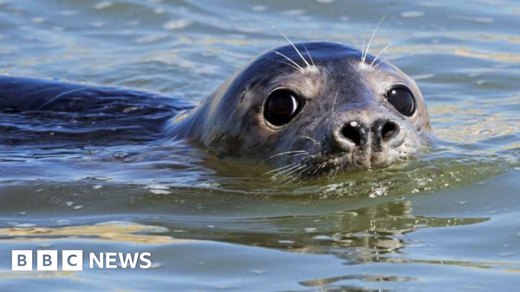 bbc.co.uk - Rachel Bell - How artificial intelligence is helping students study seals - BBC News