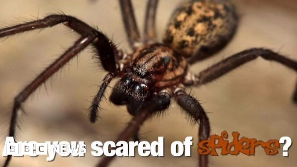 Afraid of spiders? Charity's steps to tackle arachnophobia - BBC News