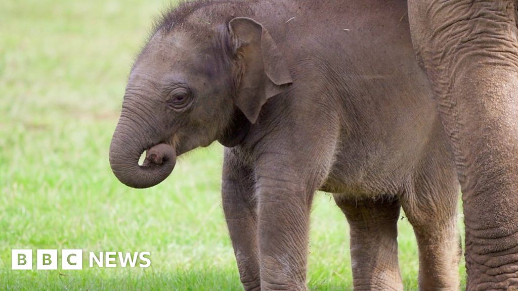 Whipsnade baby elephant named Queen as zoo patron tribute BBC News