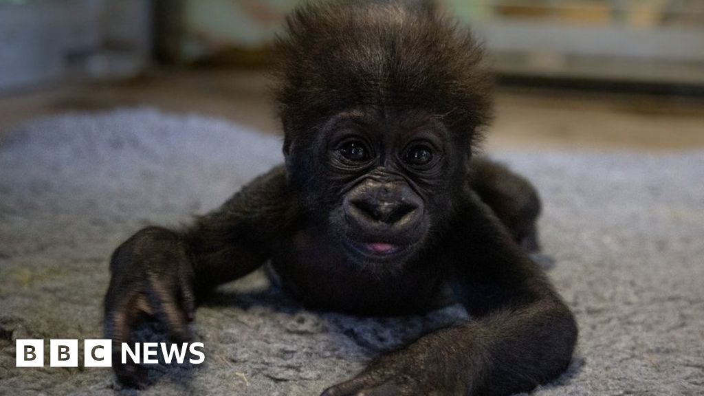 Gorilla raised by surrogate at Bristol Zoo turns one