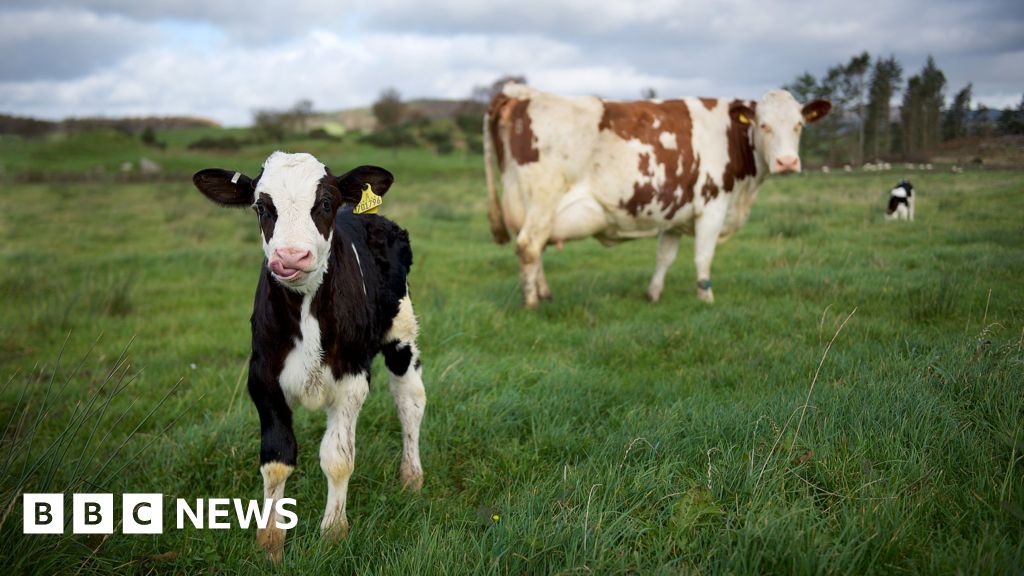 Galloway farm dairy champions 'ethical' cheese
