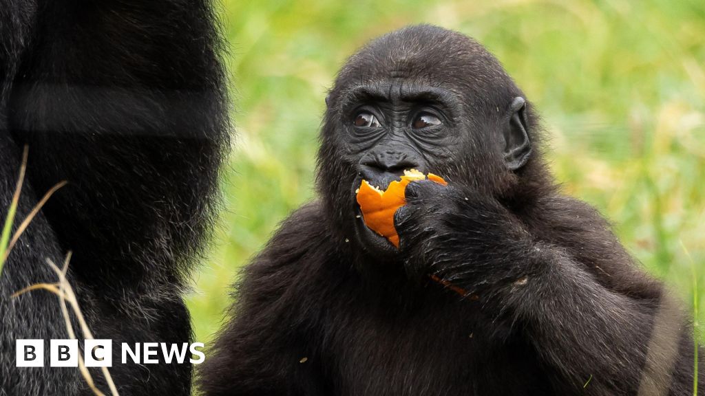 Baby gorilla enjoys 'spooky' Halloween pumpkin