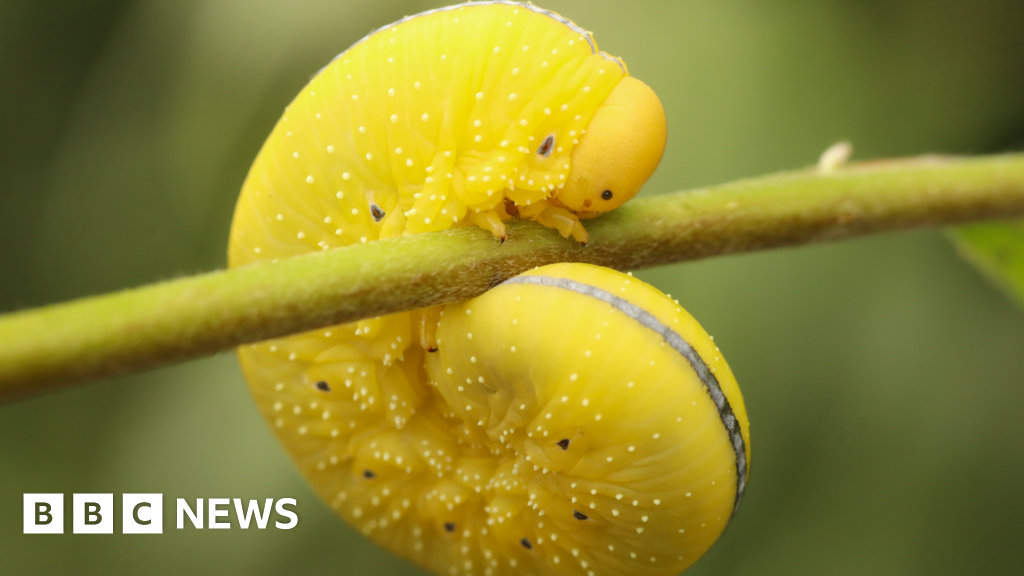 Experts spot 22 more species at Rutland Water Nature Reserve