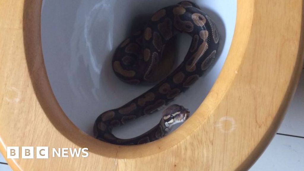 Python found lurking in bathroom toilet in Southend