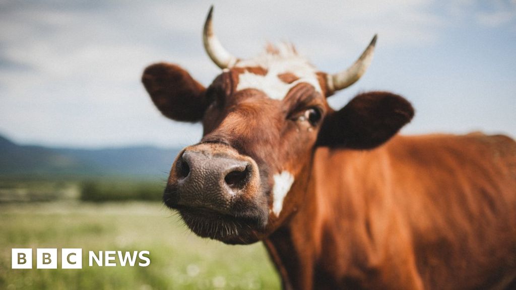 Climate change: Bill Gates backs Australian startup targeting cow burps – BBC