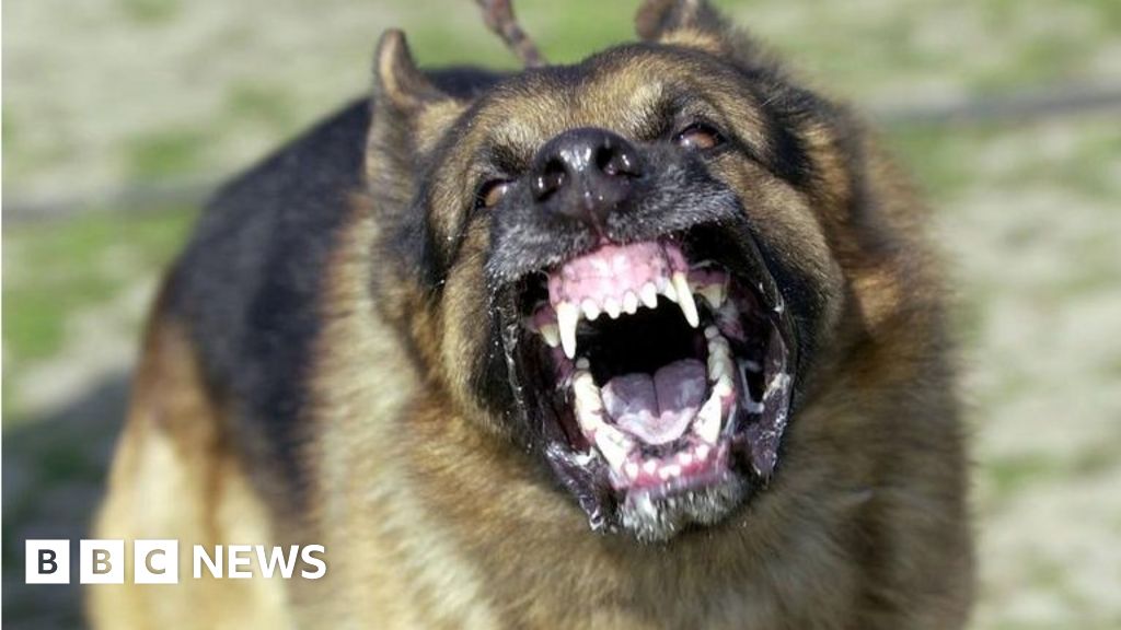 Barking Dogs Account For 3 500 Suffolk Noise Complaints Bbc News