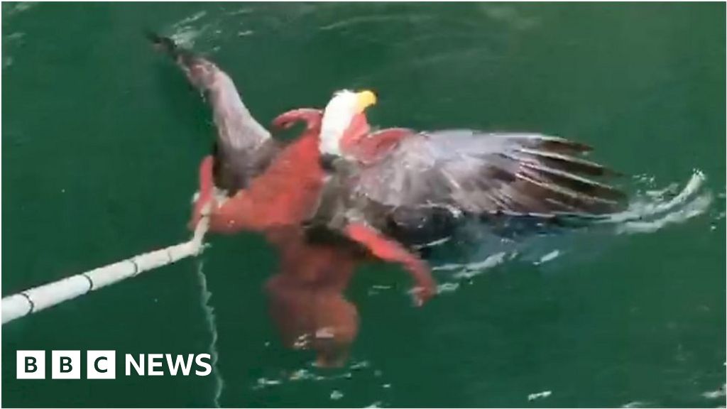 Octopus and eagle square off at Canadian fish farm
