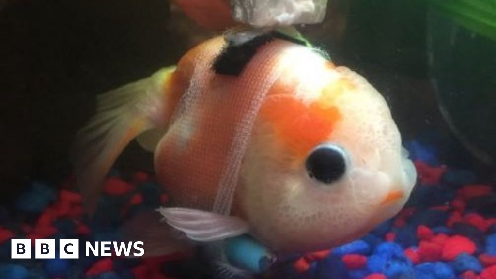 Troubled goldfish gets its own customised wheelchair, and Trump takes on Snoop Dogg
