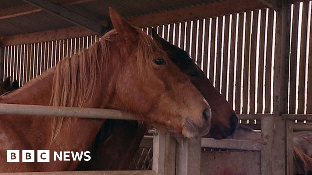 All horse slaughterhouses should have CCTV, says Plaid MP BBC News