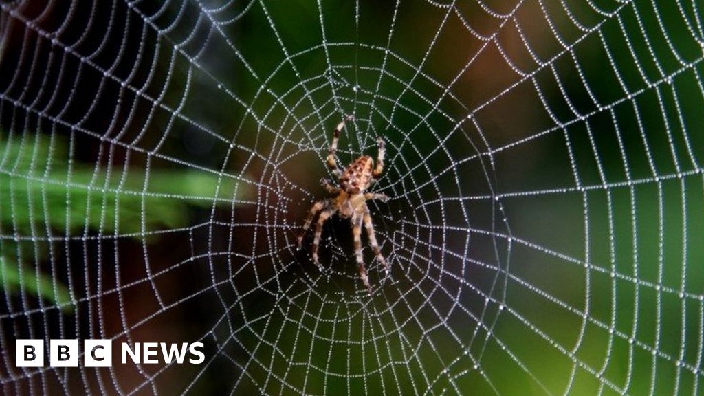 A spiderproof shed? BBC News
