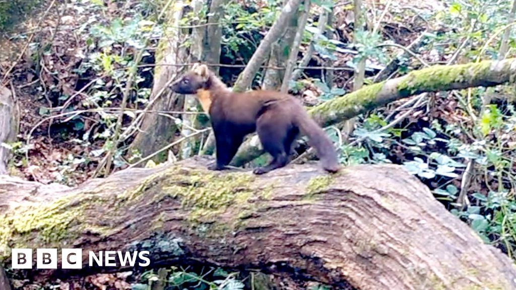 Hidden cameras spot New Forest pine marten