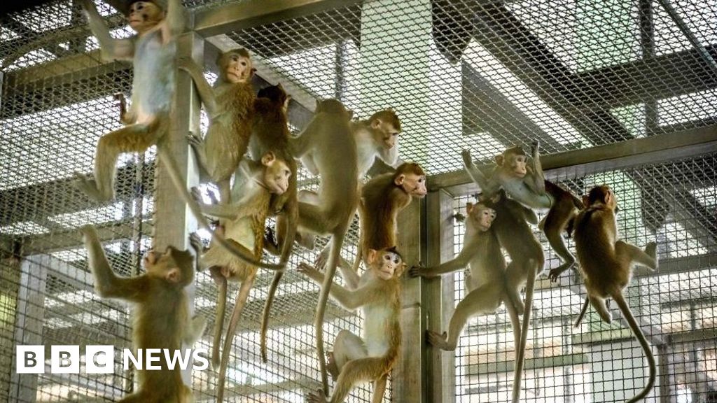 US police hunt monkeys missing after motorway crash