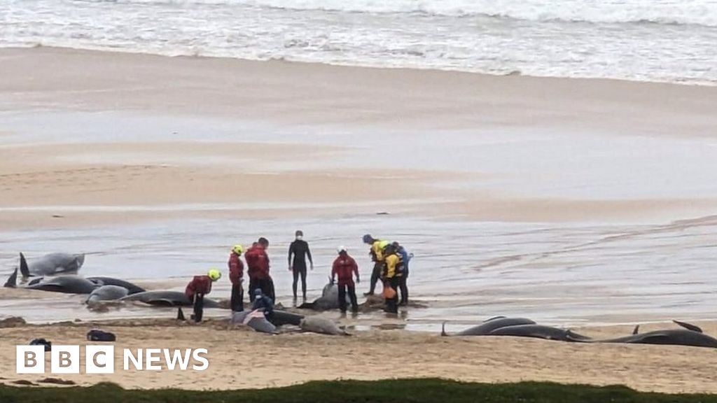 More than 40 pilot whales dead in mass stranding on Lewis