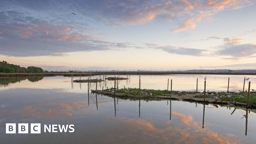 Brownsea Island Nature Reserve closed due to bird flu fears