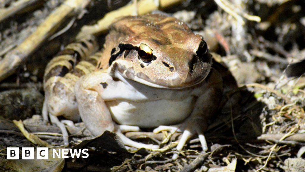 Проблясък на надежда за планинска пилешка жаба, която някога е била национално ястие
