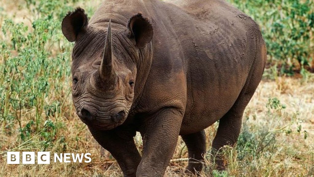 Юг Битката на Африка да победи бракониерството на носорози се