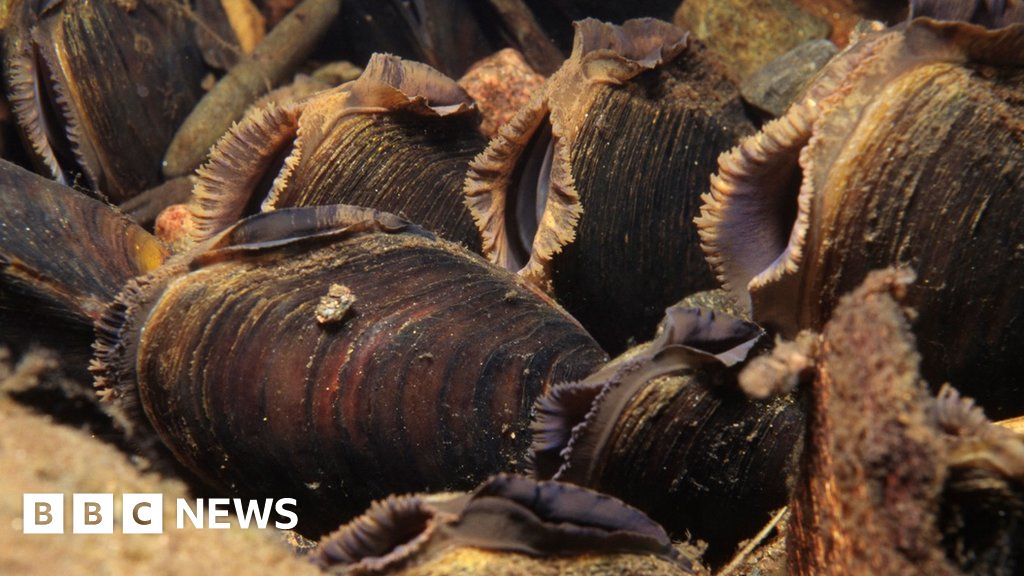 New colony of rare freshwater pearl mussels found in Highlands BBC News