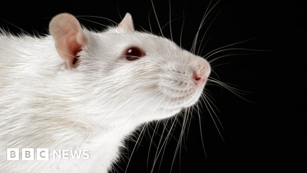 Ban testing of make-up ingredients on animals, government urged