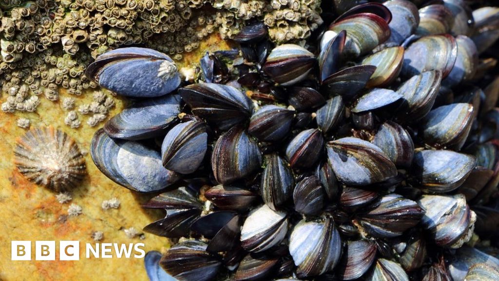 Mussels Stressed By Underwater Noise From Ships - BBC News