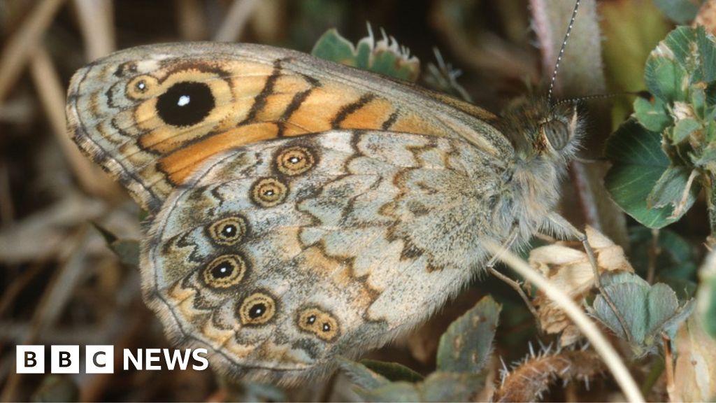 Butterflies in major decline in Northern Ireland, says report